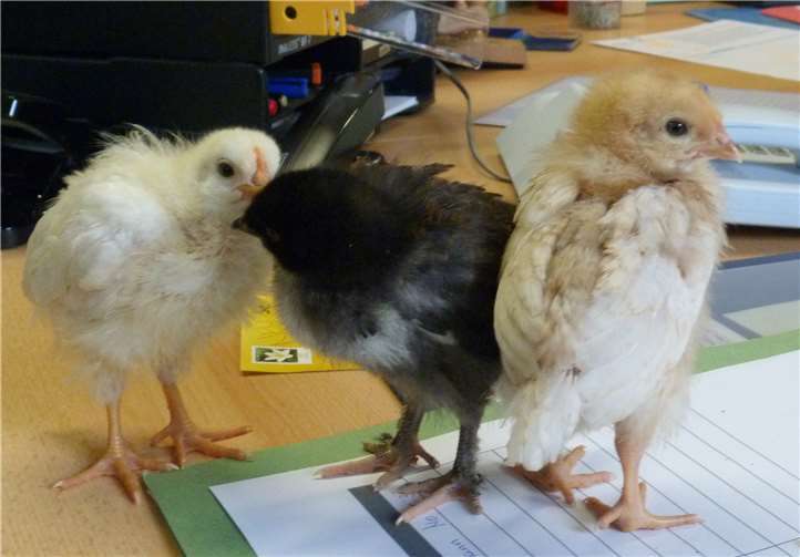 Schon bald werden die Küken durch den Unkeler Schulgarten laufen. Foto: privat