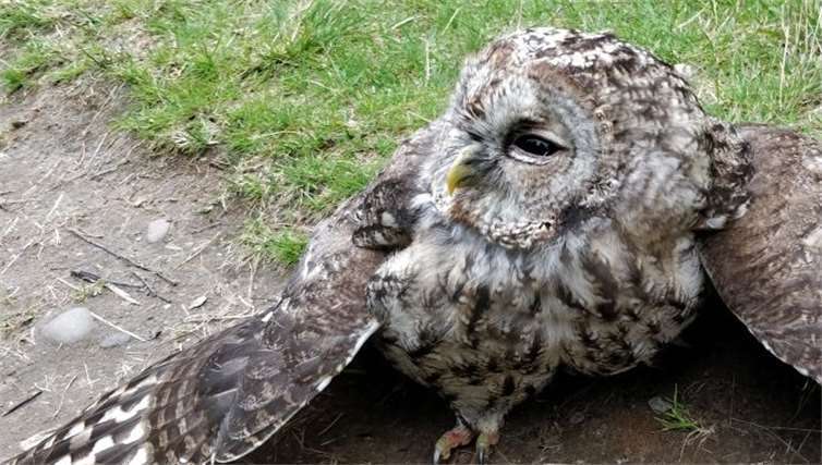 Schon eine Woche nach der Rettungsaktion konnte Eule Oscar wieder durch die Wälder fliegen. Privat