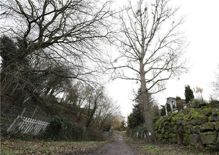 Schon häufiger hat die Pappel (re.) am Sandweg Äste abgeworfen.Foto: CEW