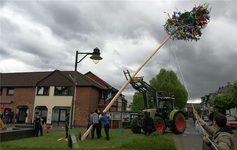 Schon samstags machten sich die Junggesellen auf die Suche nach einer Birke im Morenhovener Wald. Privat