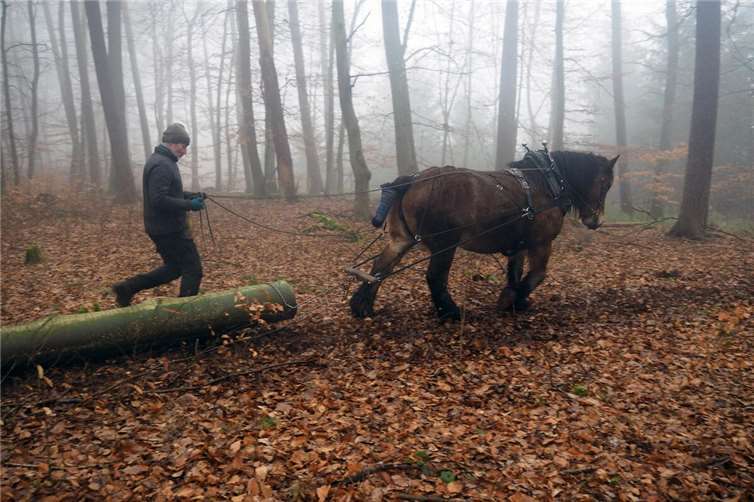 Schonende Waldbewirtschaftung mit Rückepferd im Wald in Stromberg. Foto: Stadt Bendorf