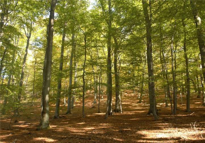 Schrittweise Entschleunigen– raus aus der Geschwindigkeit des Alltags und Eintauchen in den natürlichen Rhythmus des Waldes– sich einlassen und zur Ruhe kommen, das alles bietet die Achtsamkeitswanderung. Foto:G. Arzdorf