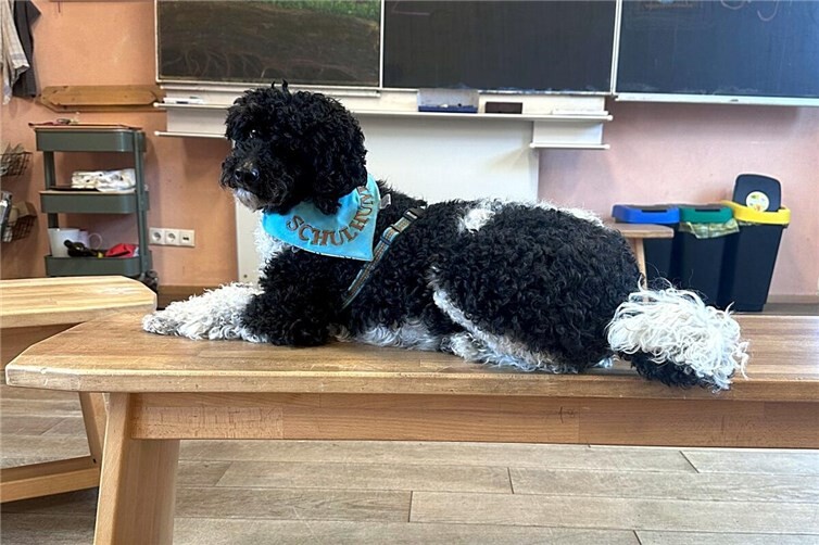 Schulhund Nash hatte seine ersten Einsätze in der ersten Klasse der freien Waldorfschule Mayen