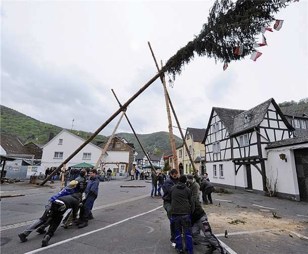 Schultes Nils Josten feierte seine Junggesellen beim Aufstellen des Baumes in Walporzheim an. -FIX-