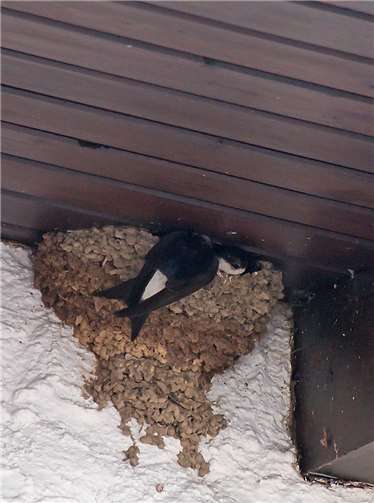 Schwalbe bei der Fütterung (eins der Nester am Haus).