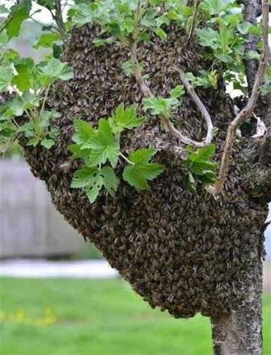 Schwarm von Bienen am Baum.