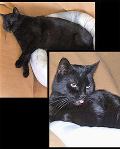 Schwarze Katzen im Doppelpack. privat