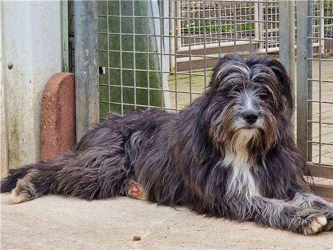 Scooby ist einer der Hunde, die sich über eine Patenschaft freuen würde – speziell für ihn oder auch allgemein für alle Hundekumpel im Tierheim. Foto: Tierheim Ransbach-Baumbach