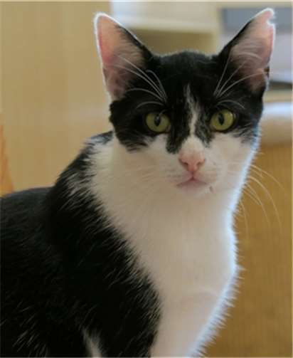 Scotch wünscht sich ein Zuhause mit Freigang. privat