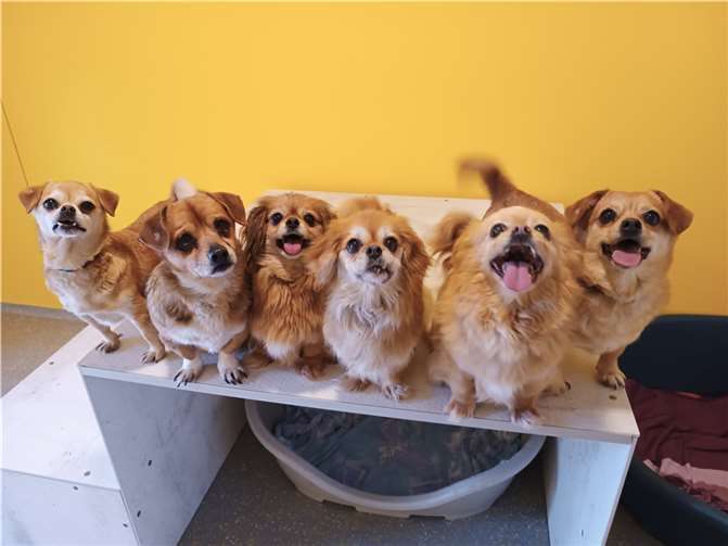 Sechs Chihuahua-Mixe suchen ein Zuhause