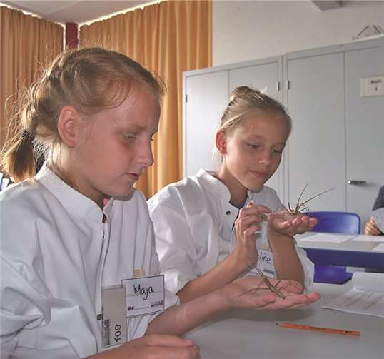Sechstklässler experimentieren im BioGeoLab an der Uni Trier mit Stabheuschrecken. privat