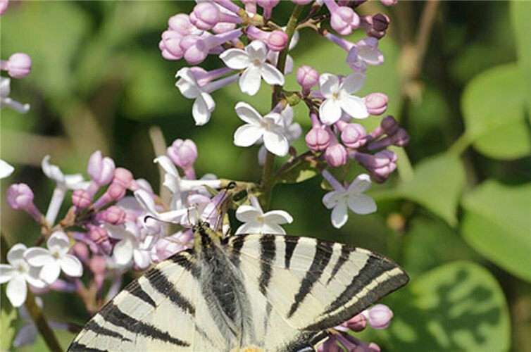Segelfalter