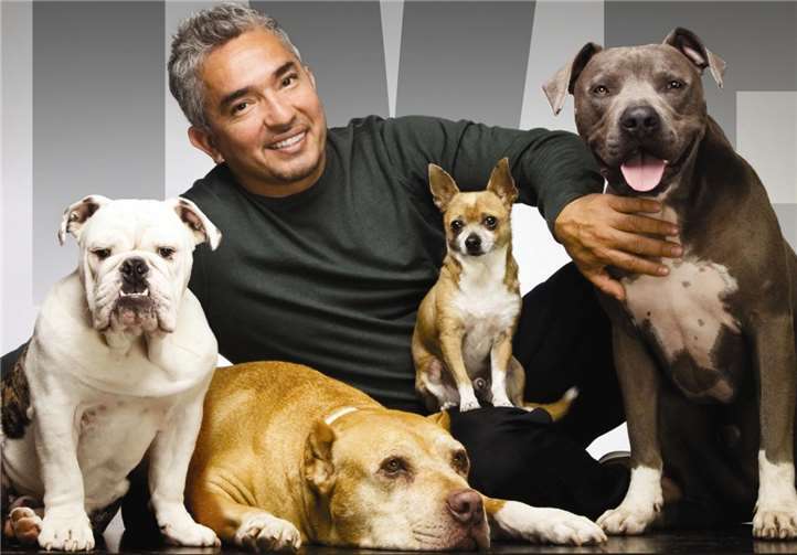 Seine neue Show präsentiert Cesar Millan am 11. April in Köln. privat
