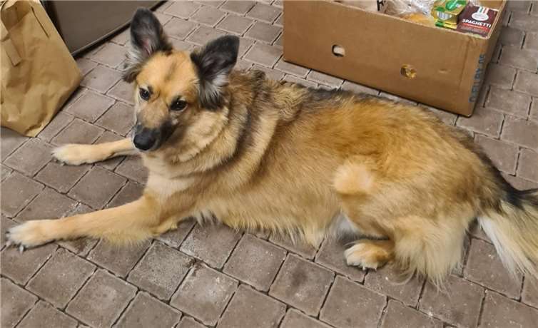 Seit 14 Jahren existiert die Andernacher Tafel für Tiere. Foto: privat