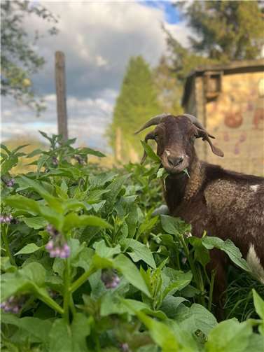 Seit 2019 sind die Weidetiere am Standort in Wachtberg beheimatet.