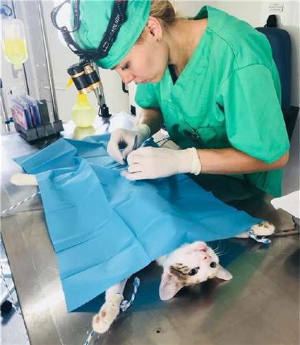 Seit Beginn der Kastrations-Aktion im Juli konntenbereits 200 Tiere kastriert werden. Fotos: Pro Animals Romania (PAR)