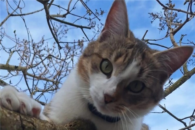 Seit dem 24. März ist Smartie spurlos verschwunden. Foto: Doris Bier