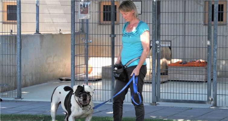 Seit der Coronapandemie kümmert sich Nicole Stein um Bulldogge Atze.Foto: privat