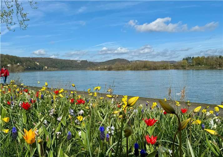 Seit einiger Zeit blühen die ersten Blumen.  Foto: Lisa Althoff