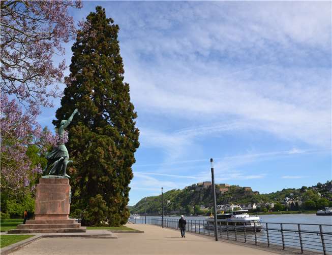 Seit gut 150 Jahren wächst der Mammutbaum am Rhein. Jetzt geht es ihm schlecht, wie an den braunen Stellen zu erkennen ist. Fotos: Stadt Koblenz