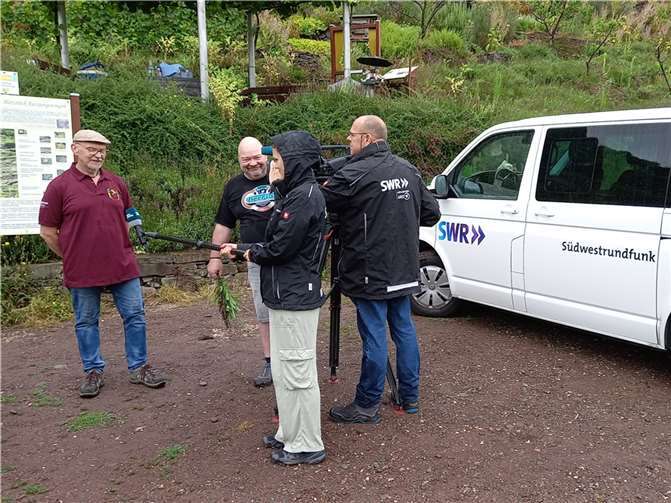 Seit nunmehr 9 Jahren sendet das SWR Fernsehen regelmäßig Beiträge aus dem Razejungewingert.  Foto: privat