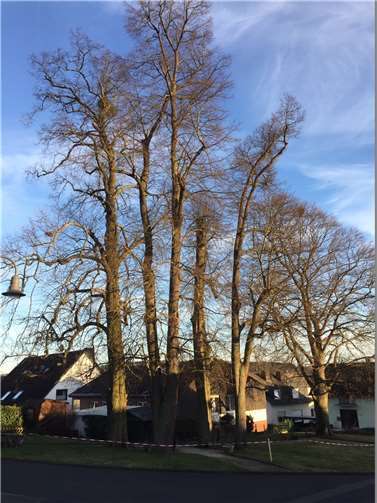 Seit nunmehr Ende Oktober ist die Grünfläche unterhalb der Bäume an der Ecke „Im Park“ und Gartenstraße gesperrt. Quelle: Ortsgemeinde Wolken