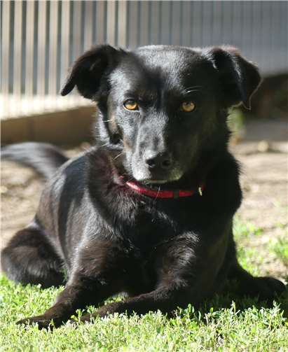 Seitdem Lunas Zwingergefährtin ausgezogen ist, zieht sich die kleine Mischlingsdame zurück. Foto: Tierheim Andernach