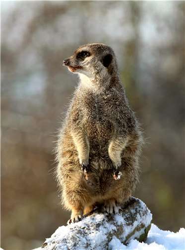 Selbst die Erdmännchen gehen bei den winterlichen Verhältnissen immer wieder ins Freie.