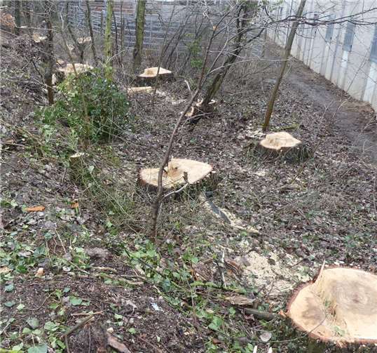 Selbst gesunde Pappeln wurden gefällt.