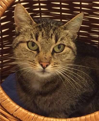 Selli wartet auf Kuschelstunden mit ihrem neuen Besitzer.  privat