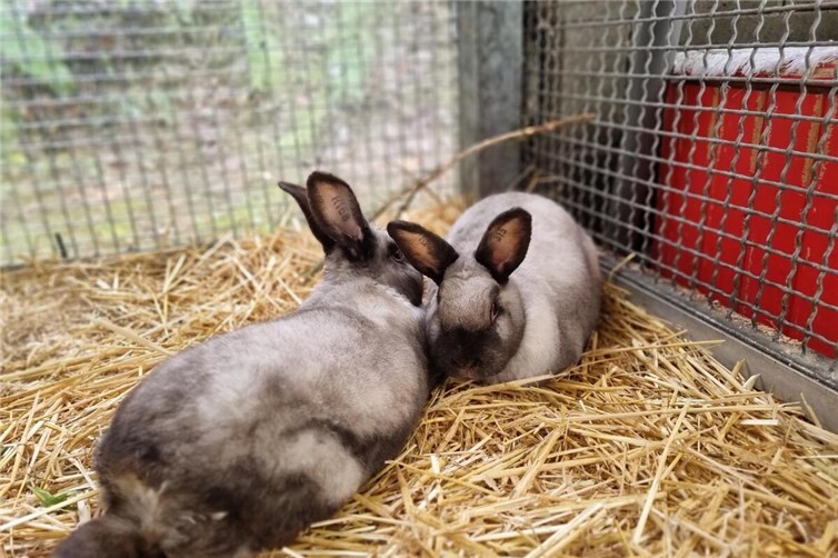 Selma und Schorsch möchten gerne ein eigenes Zuhause haben.Foto: Sybill Limbach