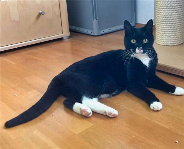 Seniorein Julchen wartet auf der Pflegestelle in Bonn.Foto: Katzenschutzfreunde Rhein-Ahr-Eifel e.V.