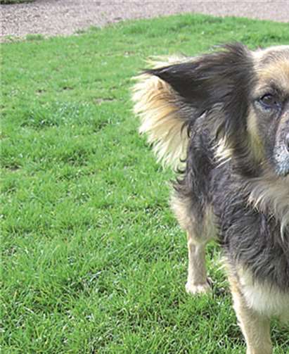 Sensibelchen Percy. privat