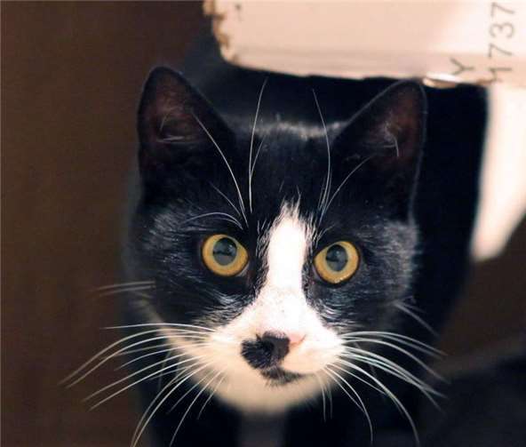 Serafina Foto: Katzenschutzfreunde Rhein-Ahr-Eifel e.V.