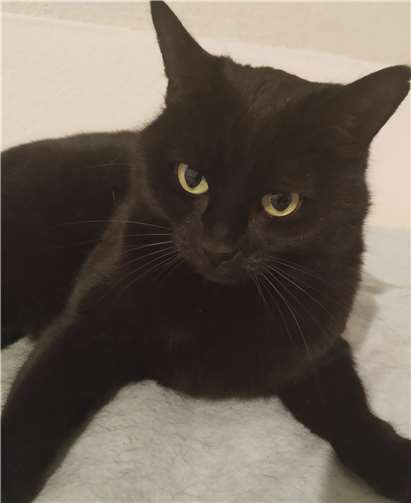 Shadow braucht Zeit.Foto: Katzenschutzfreunde Rhein-Ahr-Eifel e.V.