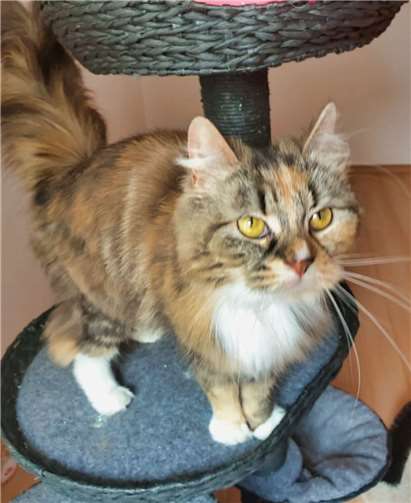 Shari genießt Zuneigung und Streicheleinheiten. Foto: privat