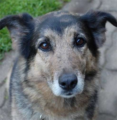 Sheila ist bereits seit drei Jahren im Tierheim.Tierheim Mayen