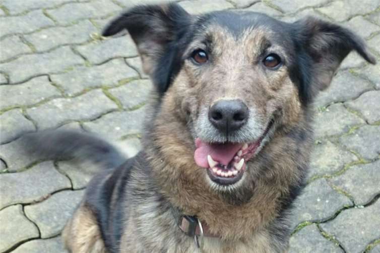 Sheila liebt lange Spaziergänge und Beschäftigung. privat