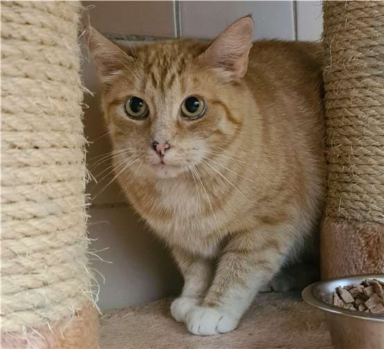 Shirley sucht ein Zuhause.Foto: Tierheim u. Tierschutzverein Kreis Ahrweiler e.V.