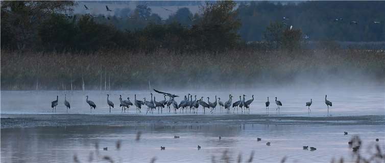 Sicher vor Bodenfeinden machen die Kraniche in Flachgewässern Rast. Fotos: Harry Neumann/NI