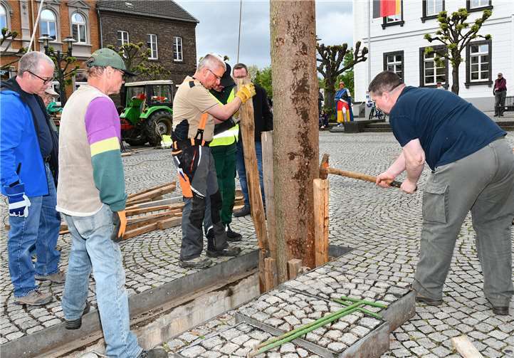 Sicher wurde der Baum in der Vorrichtung im Boden verkeilt.