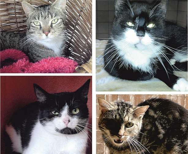 Sie alle und noch mehr suchen ein passendes Zuhause. privat