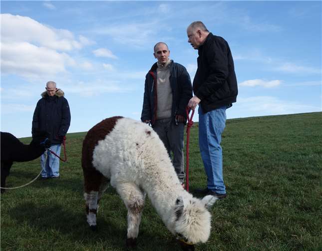Sie erhielten Informationen über das Verhalten der Alpakas.