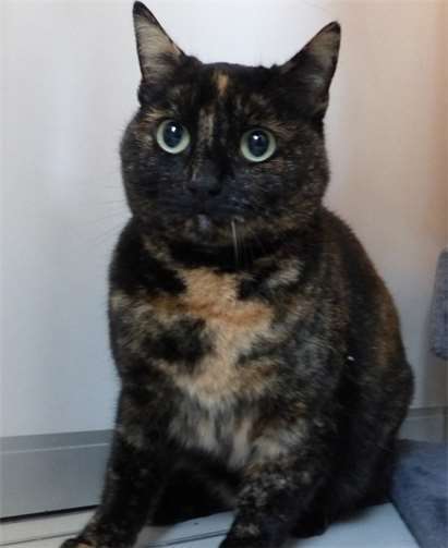 Sie ist verschmust und fordert ihre Streicheleinheiten ein.privat