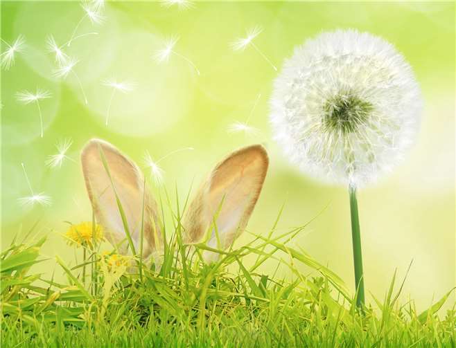 Sie spenden – unser Osterhase verdoppelt! 3. Heimatleben-Verdopplungsaktion startet am 3. April 2021.Foto: Sparkasse Neuwied