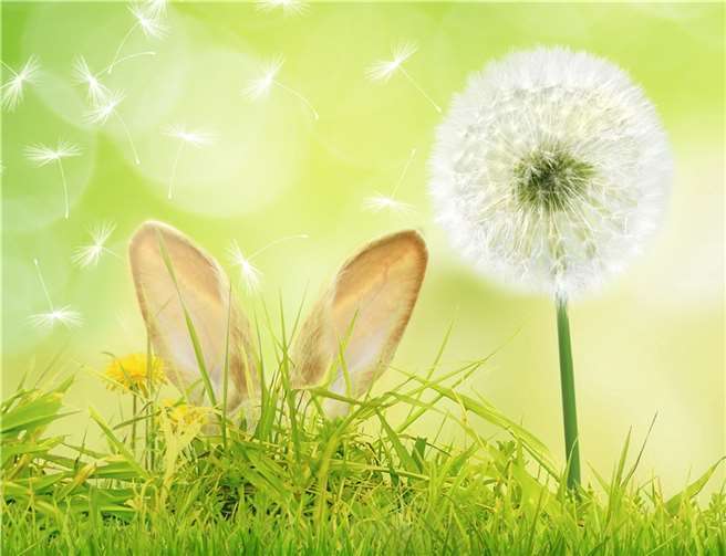 Sie spenden – unser Osterhase verdoppelt! 4. Heimatleben-Verdopplungsaktion startet am 14. April 2022. Foto: Sparkasse