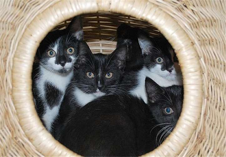 Sie suchen ein neues Zuhause.Fotos: privat