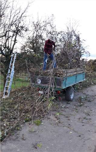 Sieben Bürger*innen von der Insel waren dem Aufruf gefolgt und hatten tatkräftig am westlichen Wirtschaftsweg im nördlichen Bereich alte Zwetschgenbäume vom Unterholz, Brombeerranken und wildem Hopfen befreit.Quelle: Ortsgemeinde Niederwerth