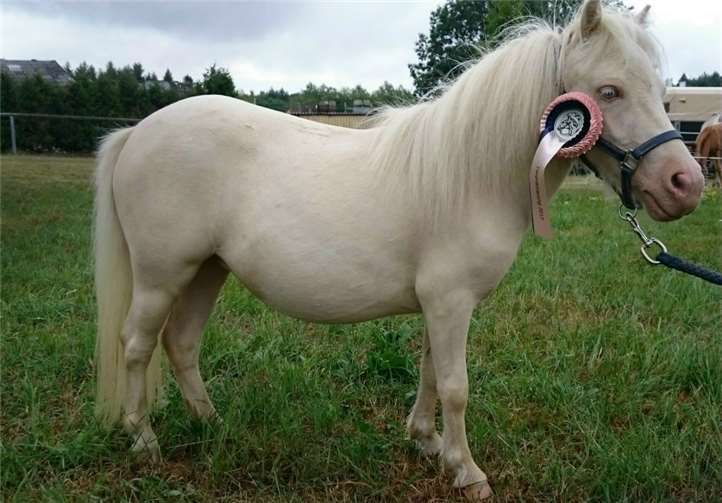 Siegerstute Goldfee vom Eifelgoldhofprivat