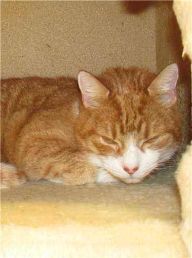 Siegfried.Fotos: privat